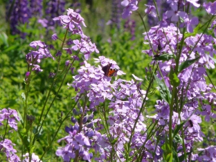 Hesperis matronalis